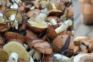Как правильно чистить белые грибы: советы и рекомендации, нюансы обработки